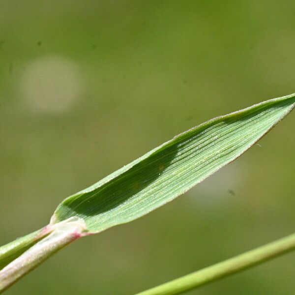 Phleum alpinum Leaf