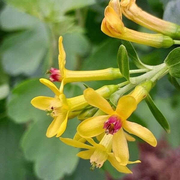 Ribes aureum 花