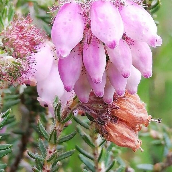 Erica tetralix 花