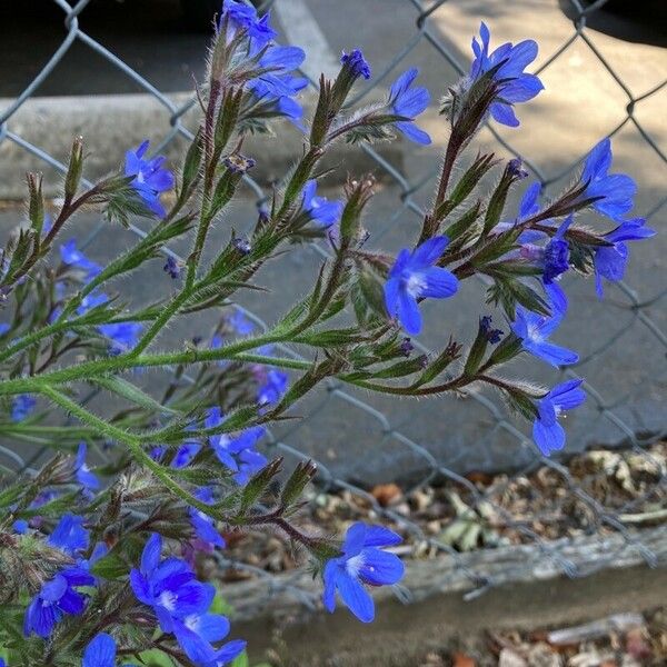 Anchusa italica Žiedas