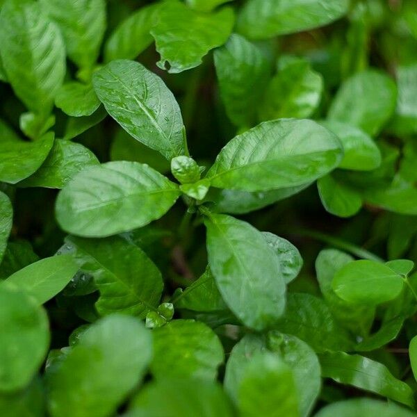 Hygrophila ringens Foglia