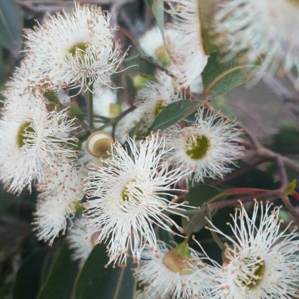 Eucalyptus viminalis Flor