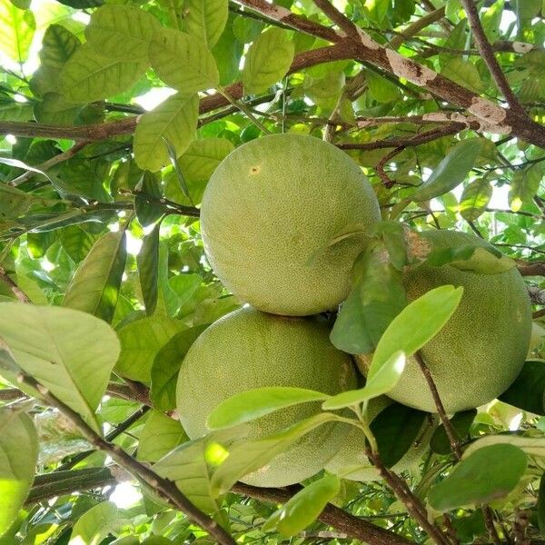 Citrus maxima Fruit