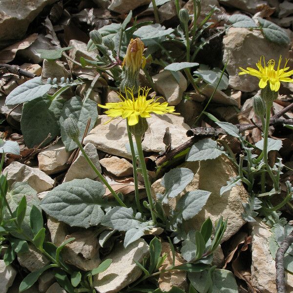 Crepis pygmaea Liść