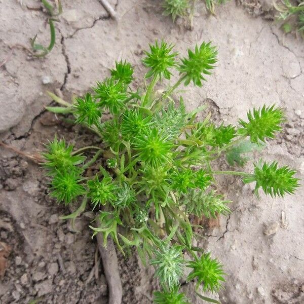 Ranunculus falcatus Лист