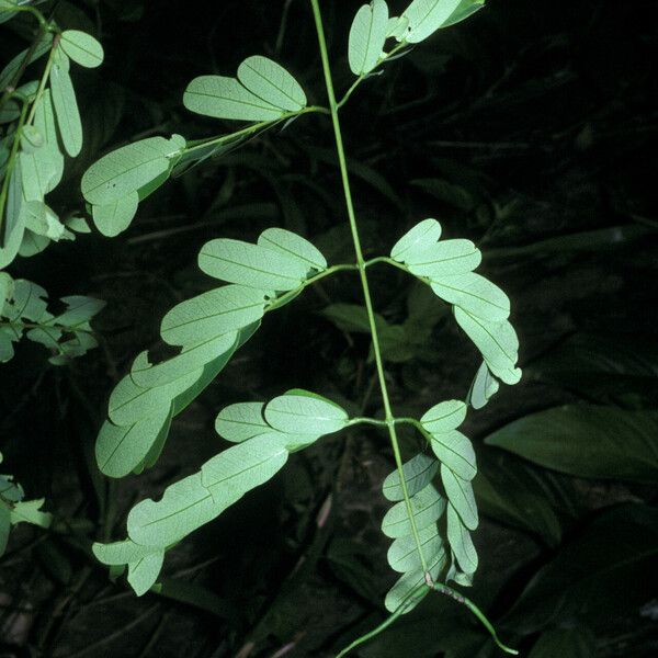 Entada polystachya Leaf