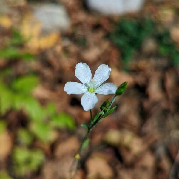 Linum perenne Λουλούδι