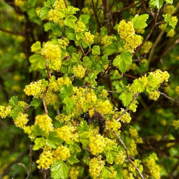 Ribes alpinum Lorea