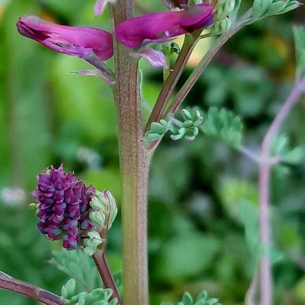 Fumaria densiflora 花