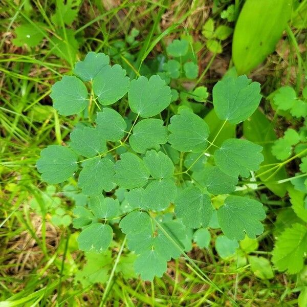 Thalictrum dioicum Fulla