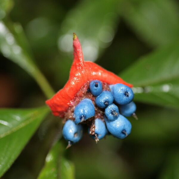 Psychotria poeppigiana Fruit