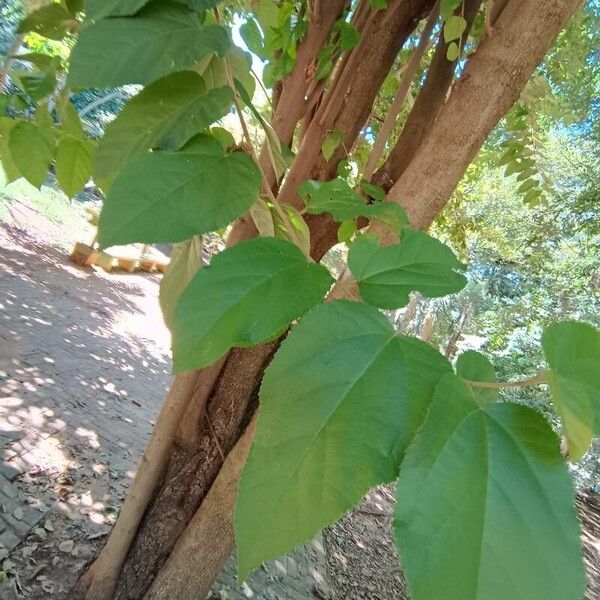 Guazuma ulmifolia Hoja