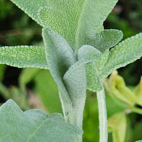 Salvia officinalis Foglia