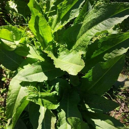 Rumex patientia Листок