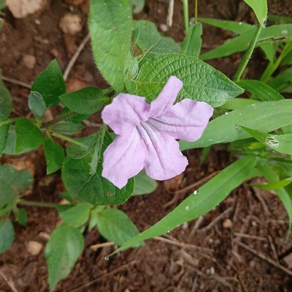 Ruellia prostrata Virág