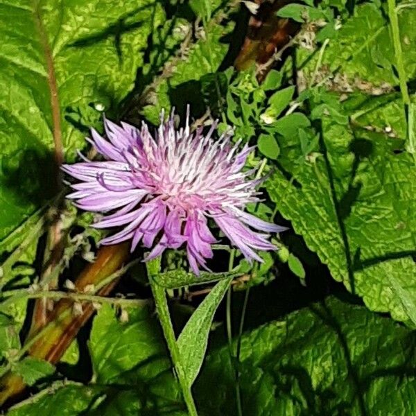 Centaurea napifolia Кветка