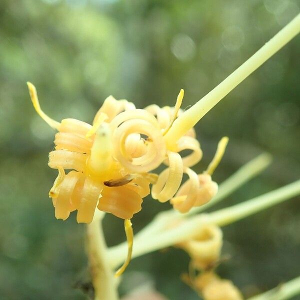 Virotia neurophylla Flower