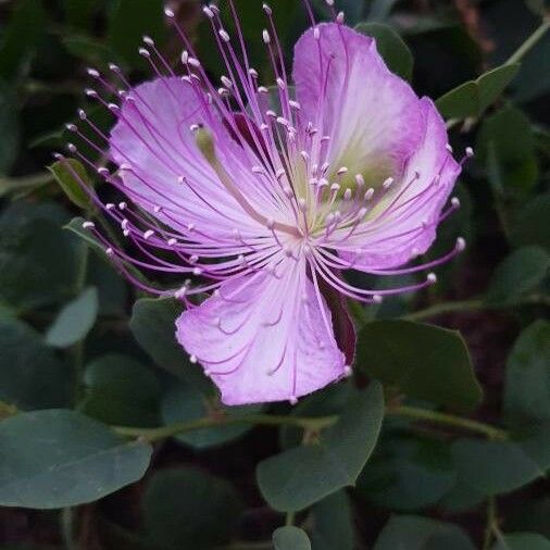 Capparis spinosa 花