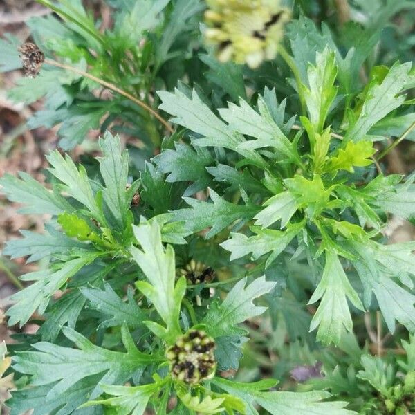 Euryops chrysanthemoides Blatt