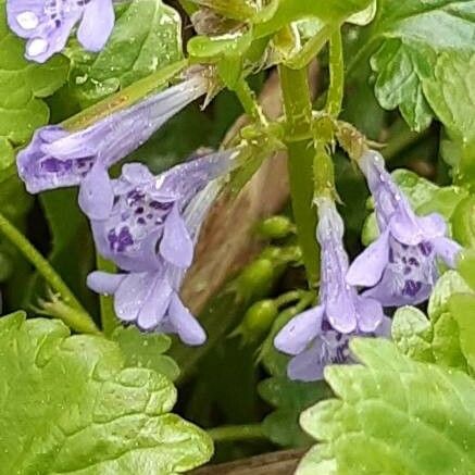 Glechoma hederacea ᱮᱴᱟᱜ