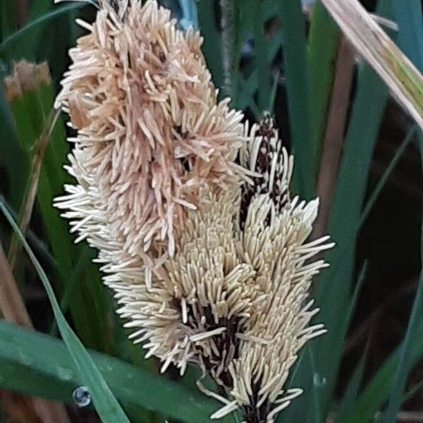 Carex acutiformis Цветок