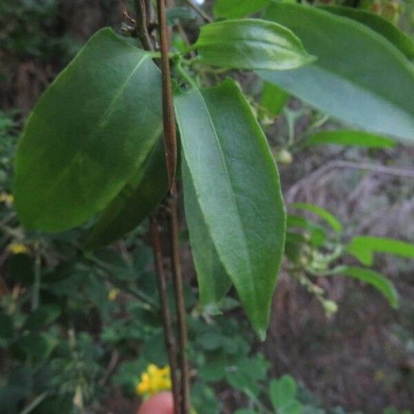Muehlenbeckia hastulata Leaf