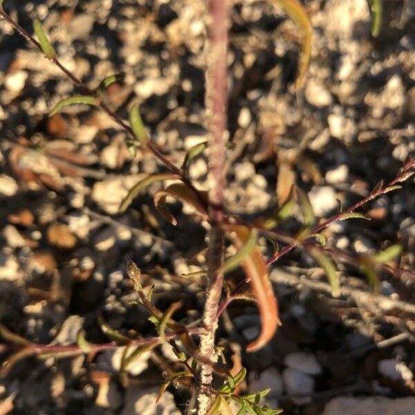 Odontites viscosus Leaf