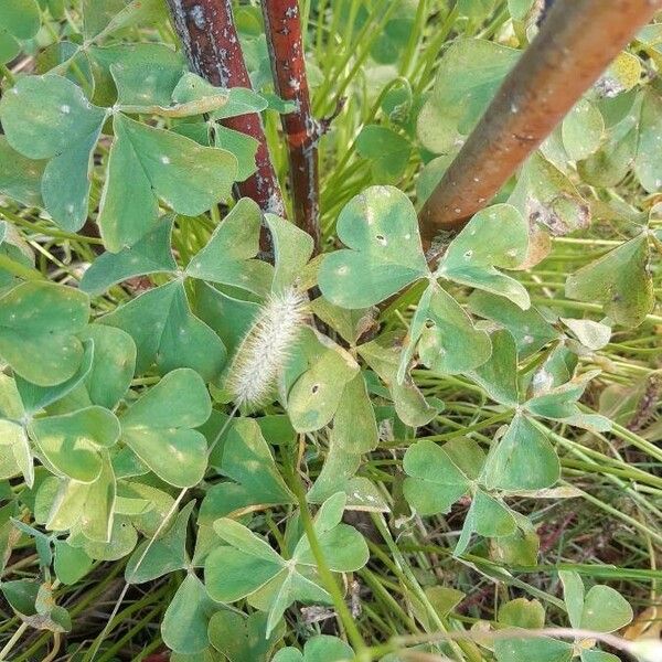 Oxalis articulata Leaf