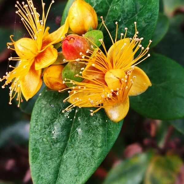 Hypericum × inodorum Kukka