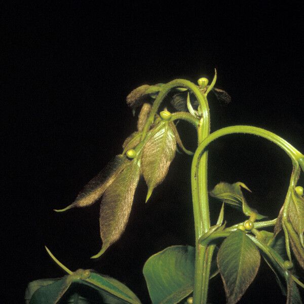 Inga pilosula Fruit