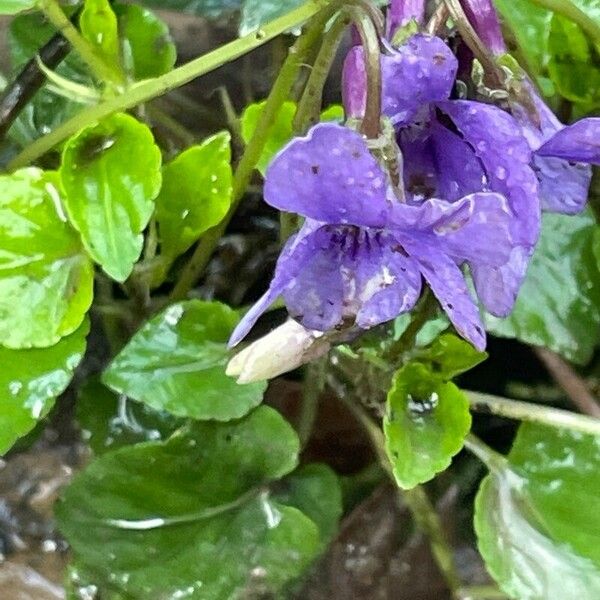 Viola reichenbachiana ফুল