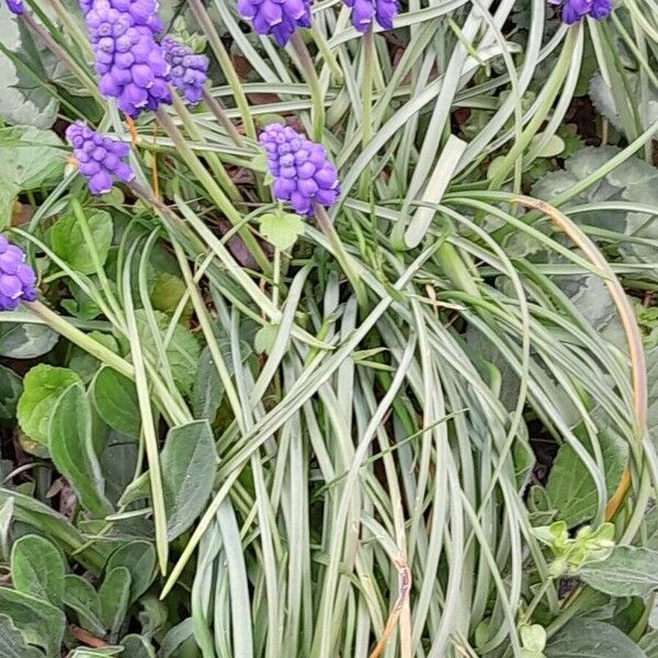 Muscari armeniacum Habit