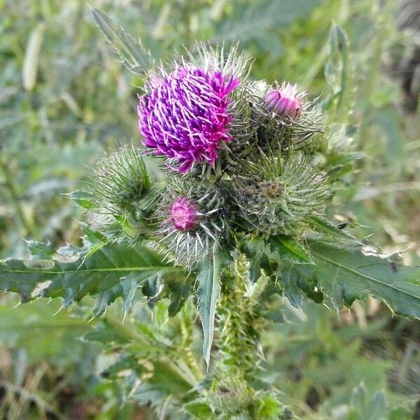 Carduus crispus Flower