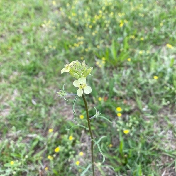 Erysimum repandum Кветка