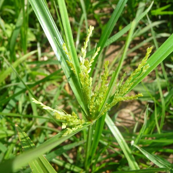 Cyperus iria Květ