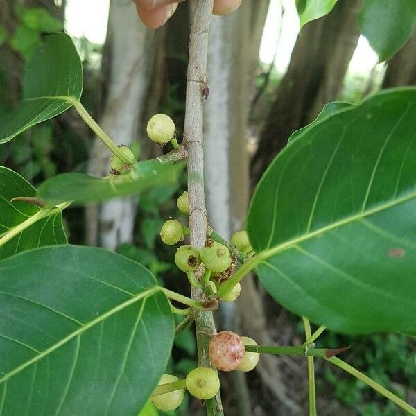 Ficus citrifolia Fruit