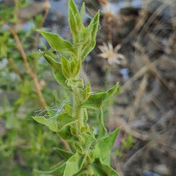 Chiliadenus glutinosus Leaf