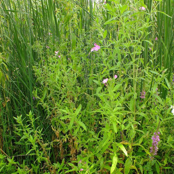 Epilobium hirsutum Buveinė