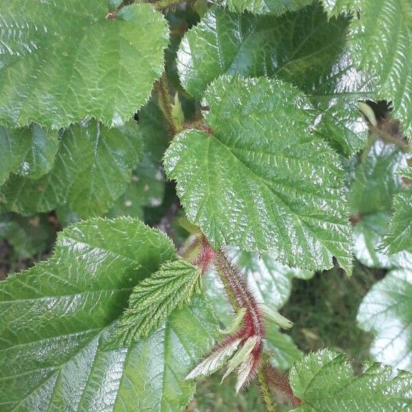 Rubus tricolor পাতা