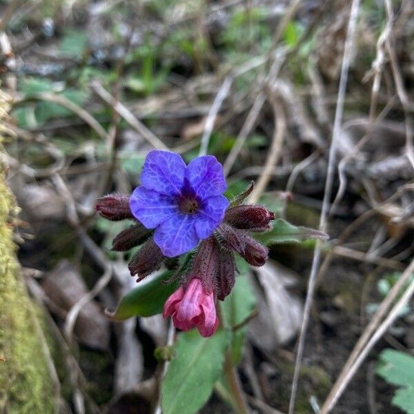 Pulmonaria affinis Flower