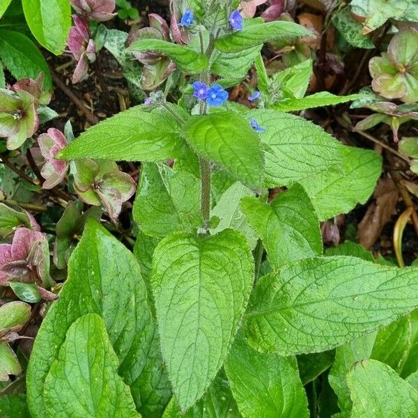 Pentaglottis sempervirens Vekstform