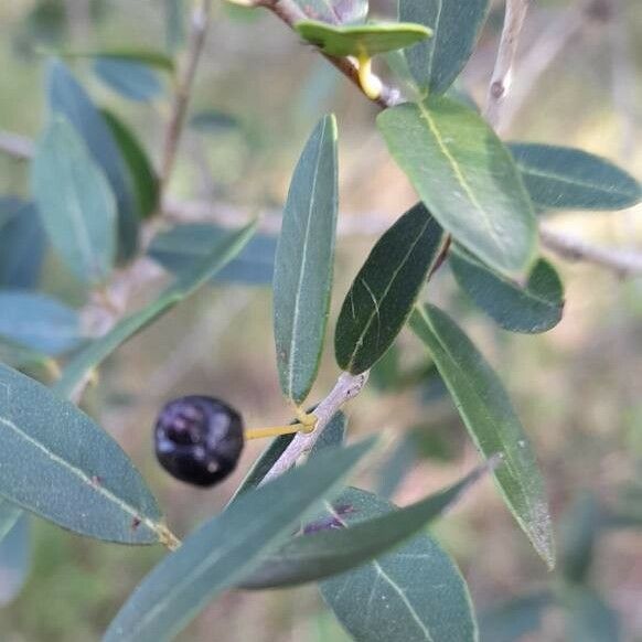 Myrcianthes cisplatensis Листок