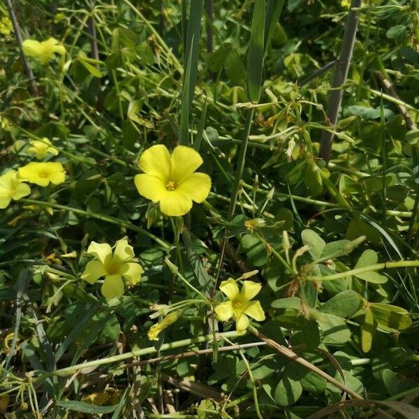 Oxalis pes-caprae Virág