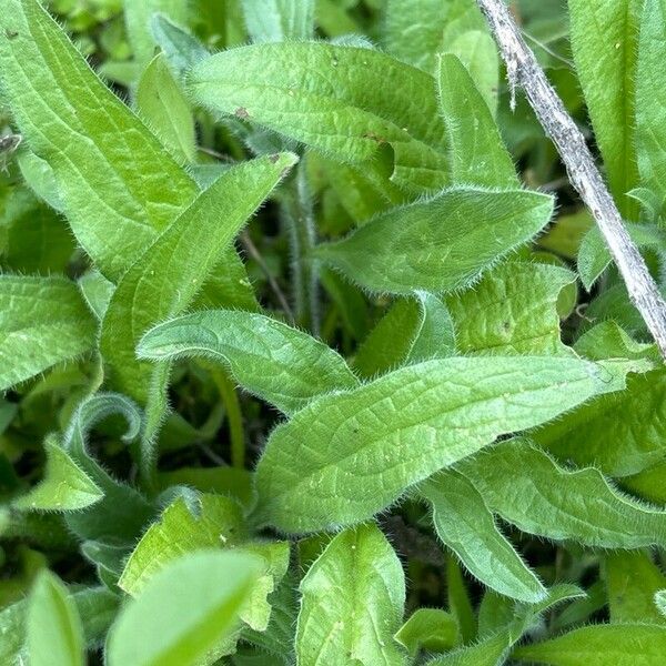 Echium plantagineum Feuille