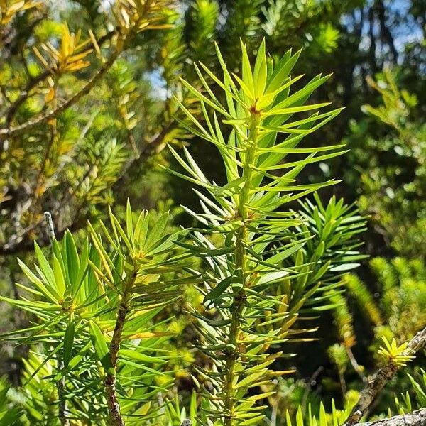 Podocarpus nubigenus Листок