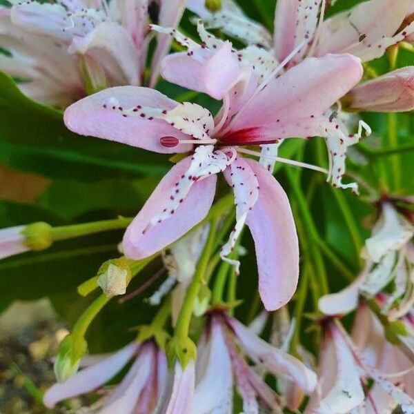 Calodendrum capense Flor