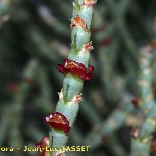 Anabasis articulata Кора