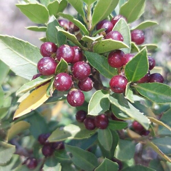 Rhamnus alaternus Fruit