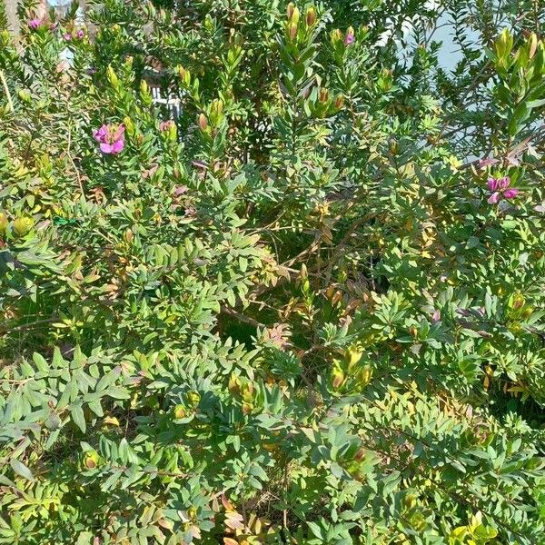 Polygala myrtifolia Sonstige