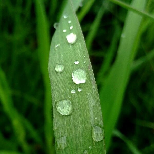 Phalaris arundinacea पत्ता